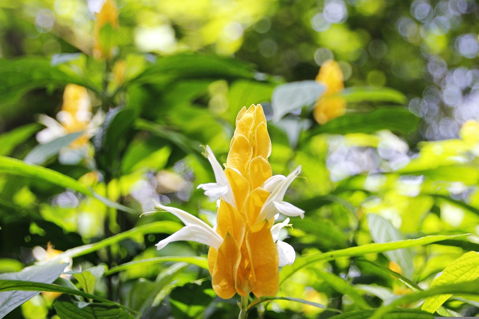 Ouro Broto De Flor, Pachystachys Lutea, Flor